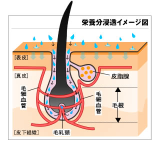 �h�{���Z���C���[�W�}